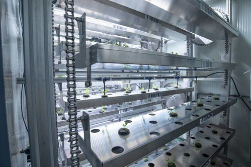 海内外精英妙改集装箱 高科技种生菜与灭菌锅炉的绿色革命
